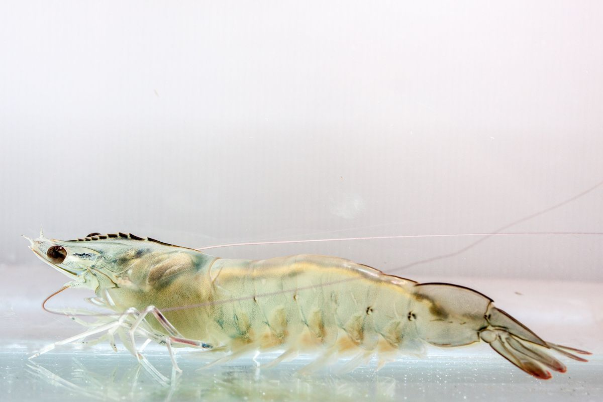 Tôm thẻ chân trắng